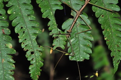 Ceroys perfoliatus