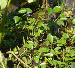 Pontederia vaginalis