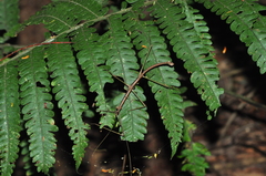 Ceroys perfoliatus