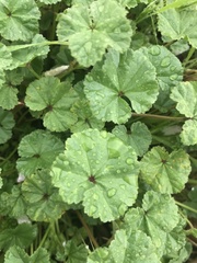 Malva neglecta