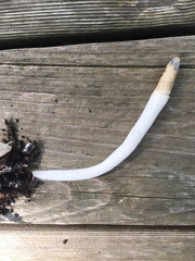 Mutinus caninus albus