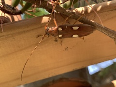 Eburia clara