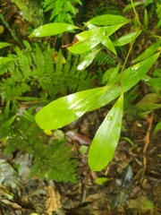 Beilschmiedia tawa