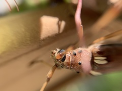 Eburia clara