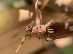 Eburia clara