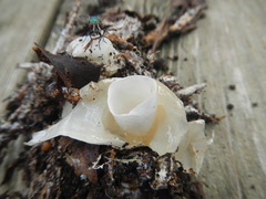 Mutinus caninus albus