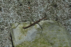 Ceroys perfoliatus