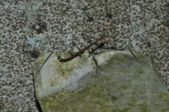 Ceroys perfoliatus