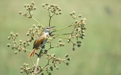 Limnoctites rectirostris