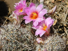 Mammillaria schumannii