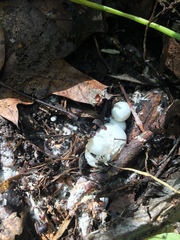 Mutinus caninus albus