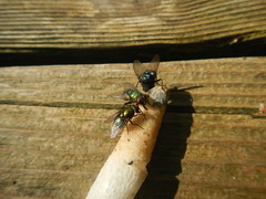 Mutinus caninus albus