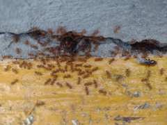 Lasius latipes