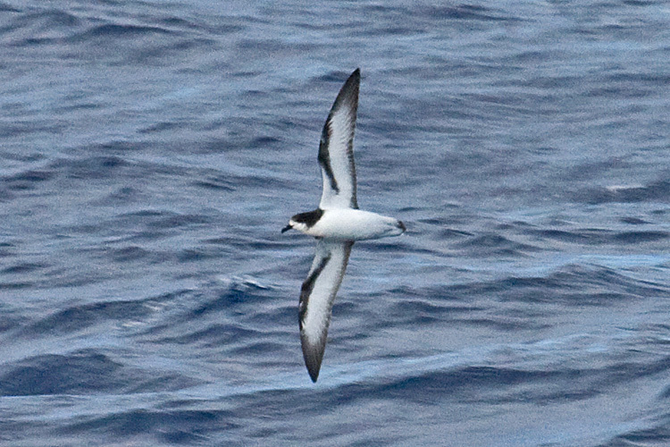 Collared Petrel photo