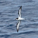Collared Petrel - Photo (c) Tony Morris, some rights reserved (CC BY-NC)