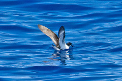 Collared Petrel photo 5