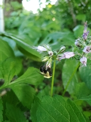 Bombus bimaculatus