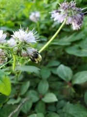 Bombus bimaculatus
