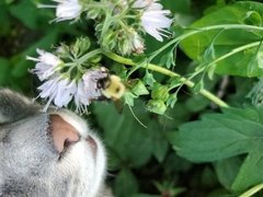 Bombus bimaculatus