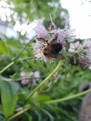 Bombus bimaculatus