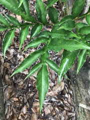 Amorphophallus kiusianus