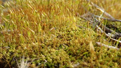 Tortella flavovirens