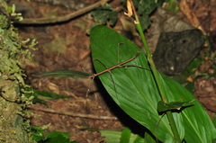 Ceroys perfoliatus