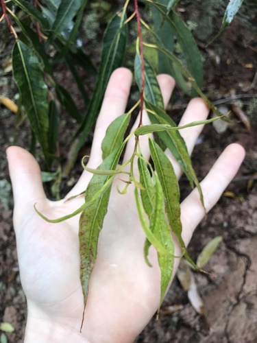 Eucalyptus tereticornis observed 2022-05-28