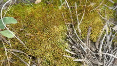 Tortella flavovirens