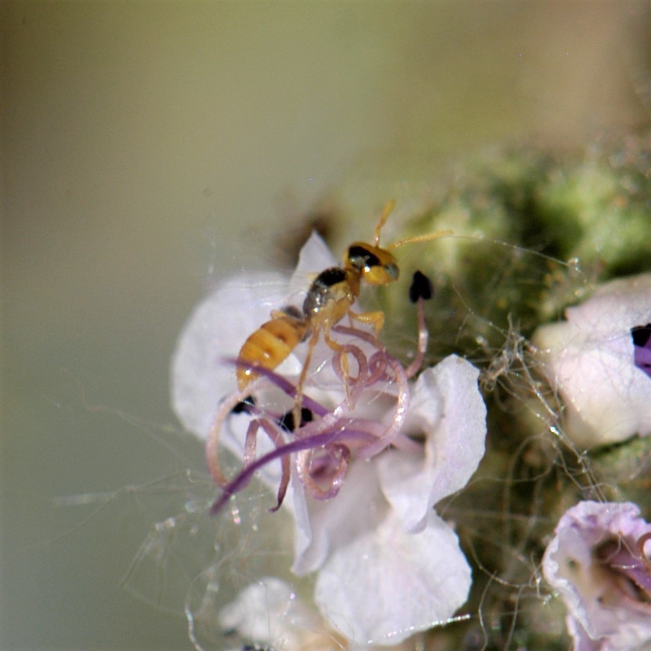 Perdita marcialis