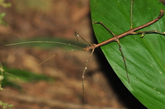 Ceroys perfoliatus