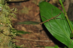Ceroys perfoliatus