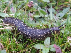 Geomalacus maculosus