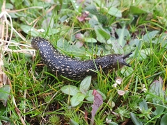 Geomalacus maculosus