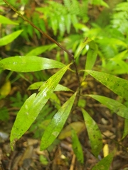 Beilschmiedia tawa