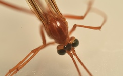 Ichneumonidae