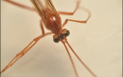 Ichneumonidae