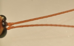 Ichneumonidae