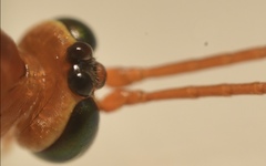 Ichneumonidae