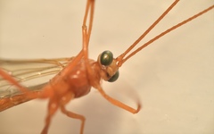 Ichneumonidae