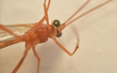 Ichneumonidae