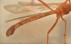 Ichneumonidae