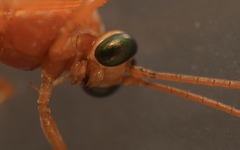 Ichneumonidae