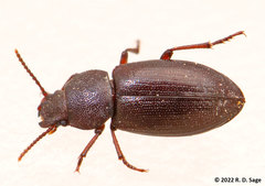Tenebrionidae
