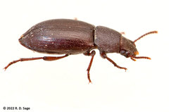 Tenebrionidae