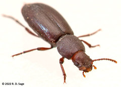 Tenebrionidae
