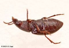 Tenebrionidae