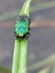 Lamprodila