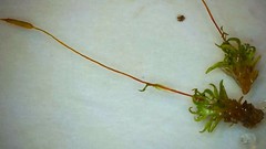 Tortella flavovirens