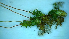 Tortella flavovirens